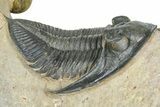Zlichovaspis Trilobite With Crotalocephalina - Atchana, Morocco #363239-5